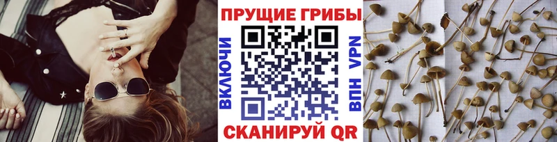 omg онион  Кондрово  Псилоцибиновые грибы Magic Shrooms 